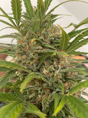 Growreport Bild 24