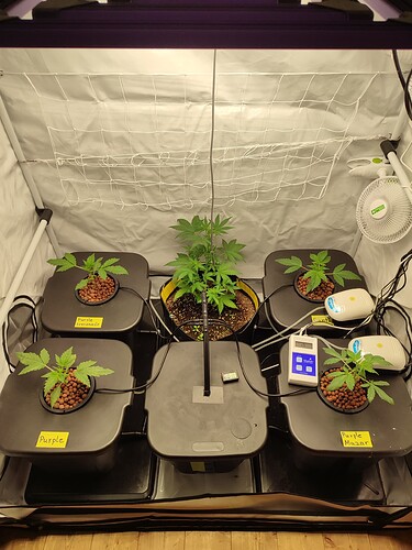 Growreport Bild 49