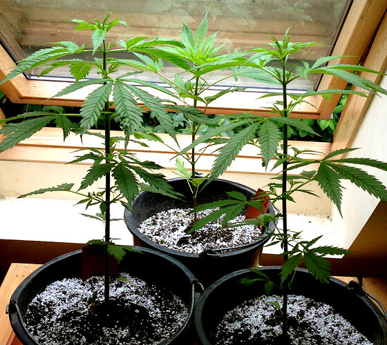 Growreport Bild 25