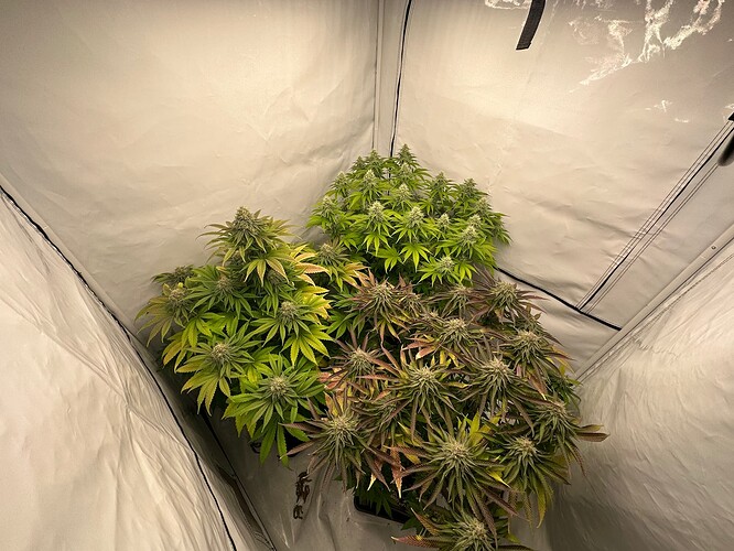 Growreport Bild 16