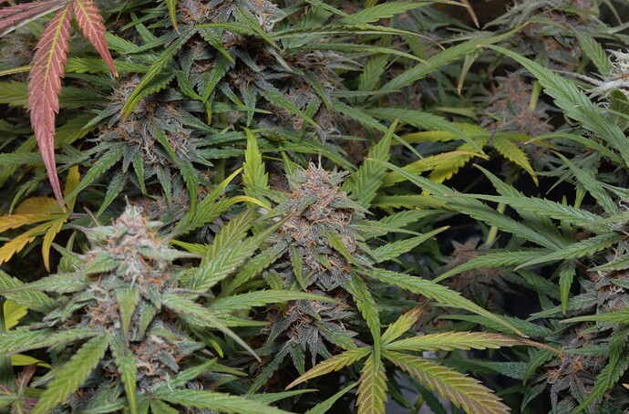 Growreport Bild 2