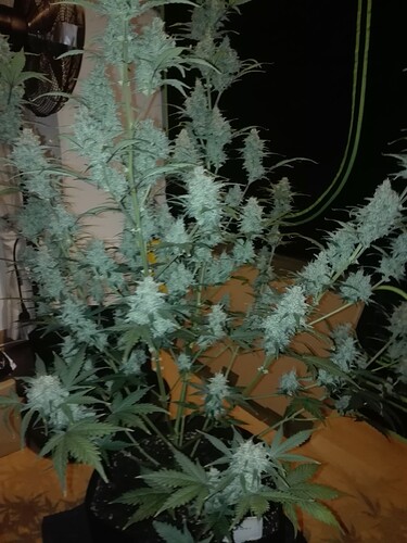 Growreport Bild 2