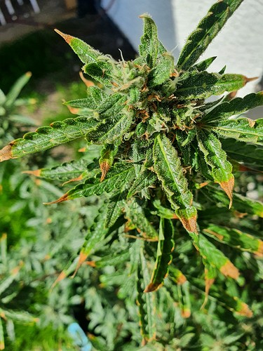 Growreport Bild 1