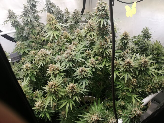 Growreport Bild 2