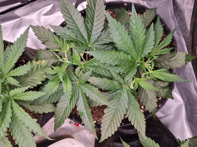 Growreport Bild 25