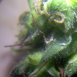 0711Lady1Trichome