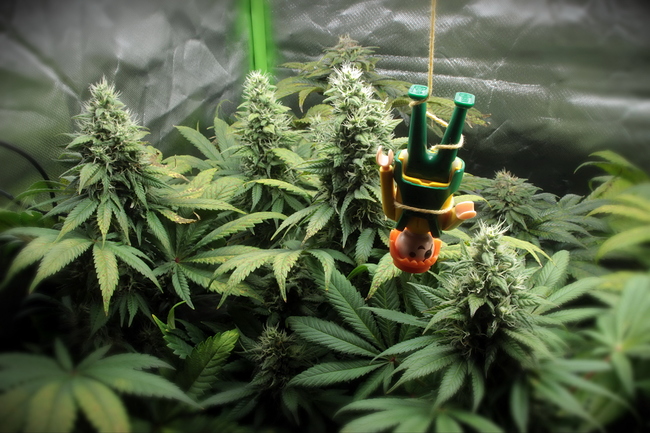 Growreport Bild 17