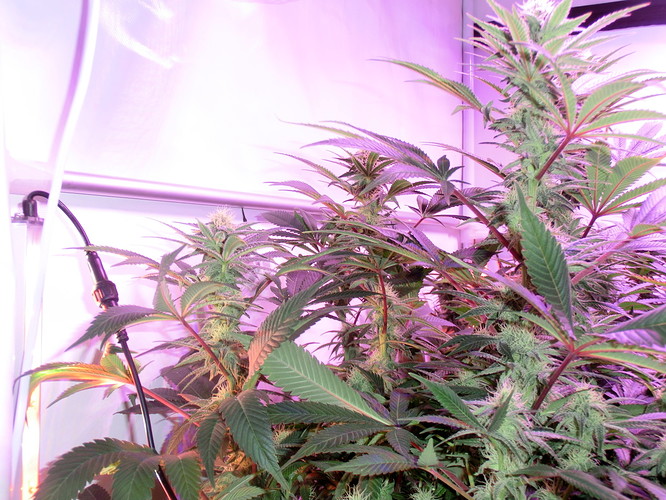 Growreport Bild 9