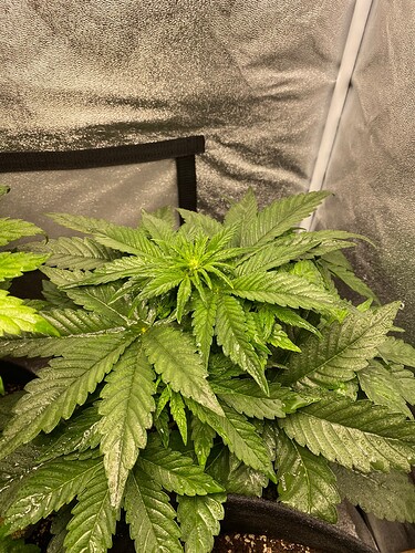Growreport Bild 5