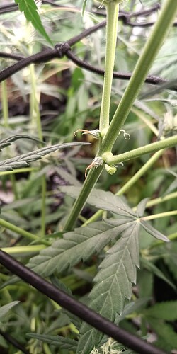 IMG_20231015_064235_745