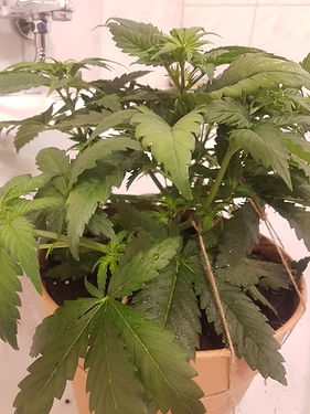 Growreport Bild 10