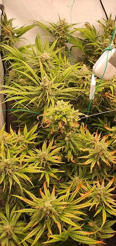 Growreport Bild 3