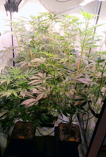 Growreport Bild 10