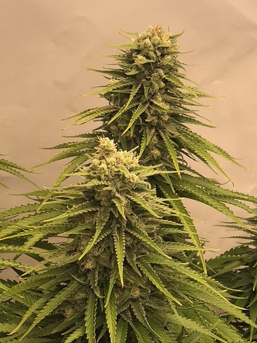 Growreport Bild 12