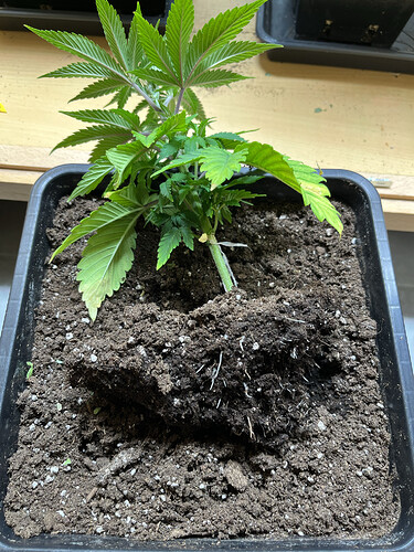 Growreport Bild 3