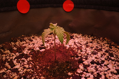 Ein junger Cannabis-Keimling steht in einem Topf mit Erde und Perlit. Über dem Keimling sind zwei rote Kreise an der Wand des Growzelts zu sehen.