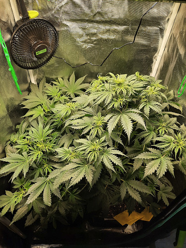 Growreport Bild 1