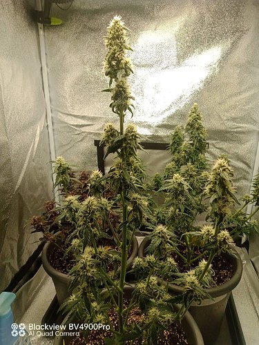 Growreport Bild 3
