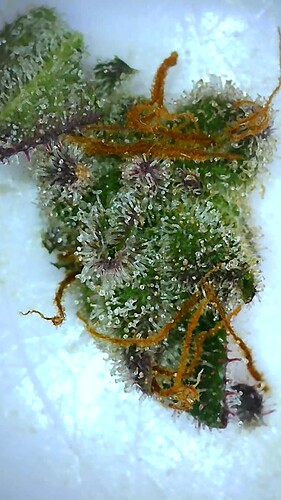 Growreport Bild 45