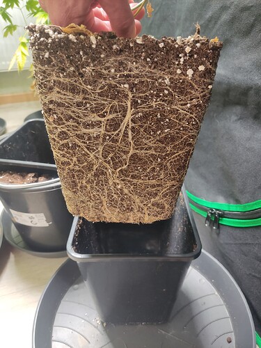 Growreport Bild 1