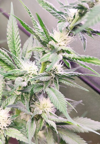 Growreport Bild 15