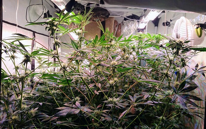 Growreport Bild 1