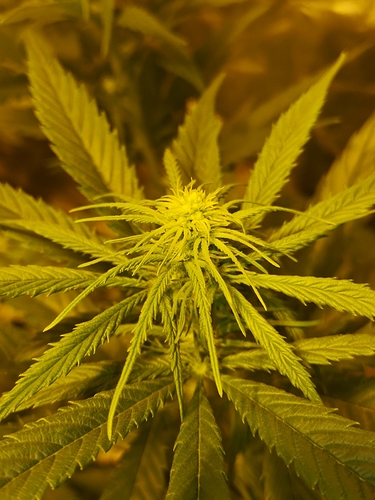 Growreport Bild 3