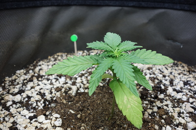 Ein junger Cannabissämling in einem Stofftopf, der gerade zu wachsen beginnt. Die Pflanze hat mehrere Blätter und einen kleinen grünen Pin, der in die Erde gesteckt ist.