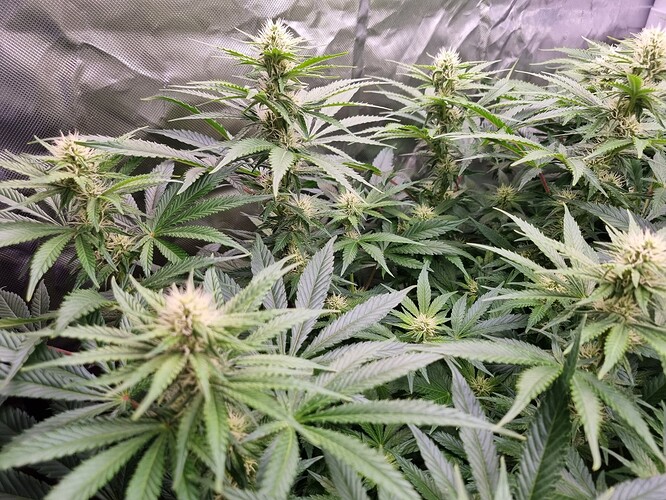 Growreport Bild 14