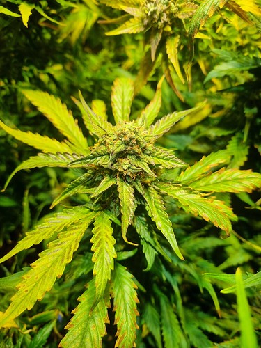 Growreport Bild 2