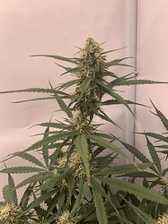 Growreport Bild 17