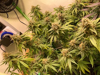 Growreport Bild 5