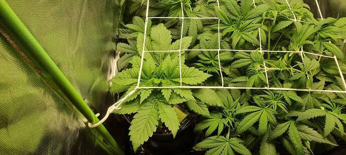 Growreport Bild 3