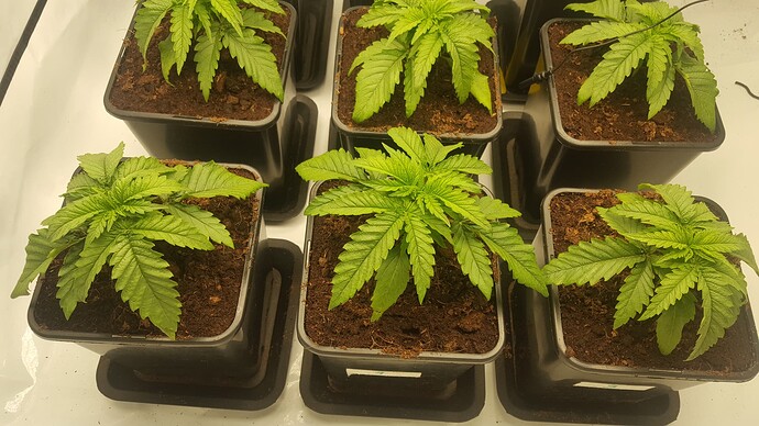 Growreport Bild 9