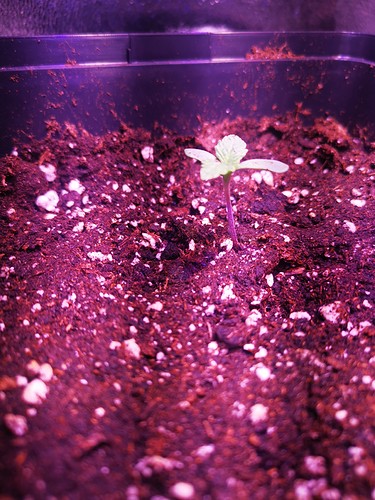 Growreport Bild 3