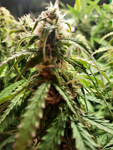 Growreport Bild 9