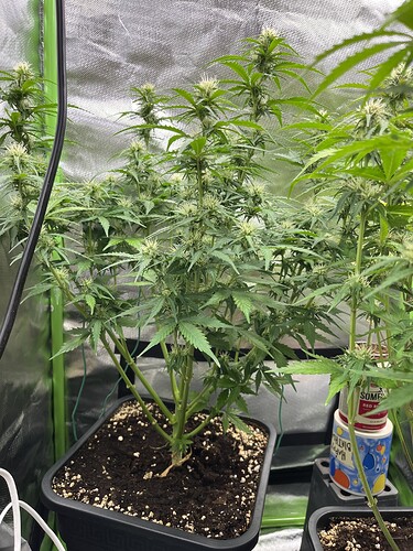Growreport Bild 32