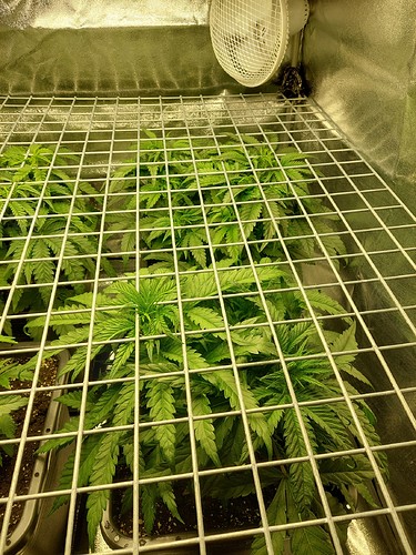 Growreport Bild 19