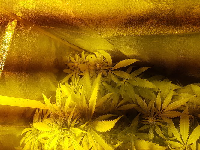 Growreport Bild 8