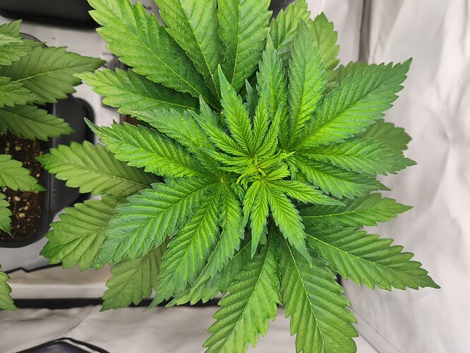 Growreport Bild 2