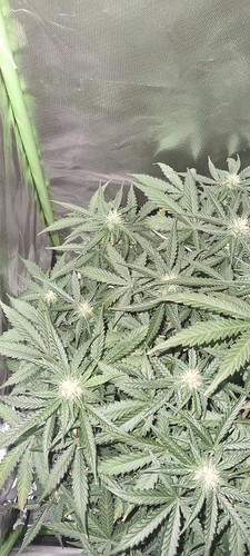 Growreport Bild 20