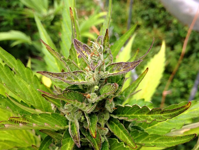 078_GorillaBudPurple