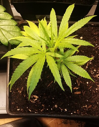 Growreport Bild 28