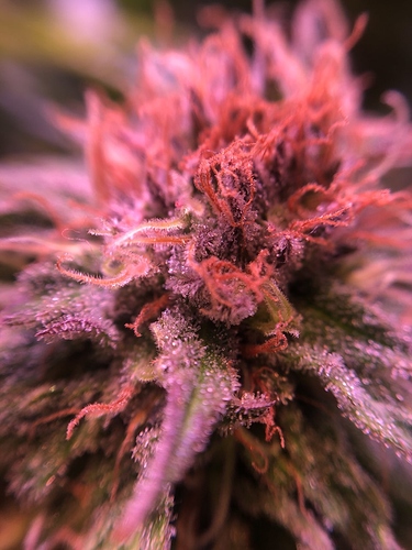 Growreport Bild 2