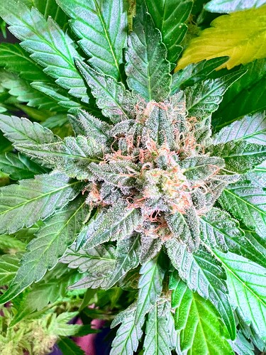 Growreport Bild 6