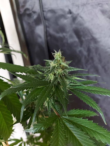Growreport Bild 5