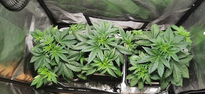 Growreport Bild 38