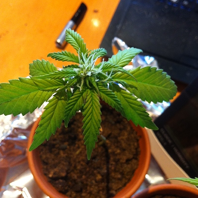 Growreport Bild 24