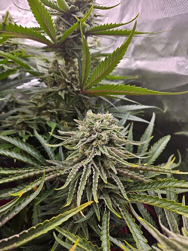 Growreport Bild 30