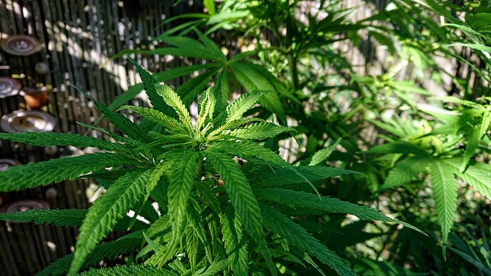 obscura1662029377919